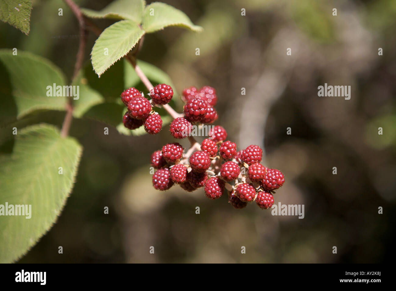 Wild berries growing in a Costa Rican jungle Stock Photo Alamy