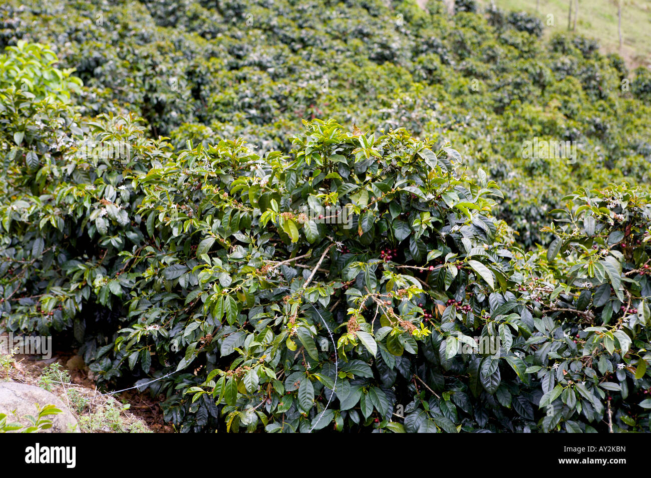 Coffee bushes growing in a Costa Rican coffee plantation Stock Photo