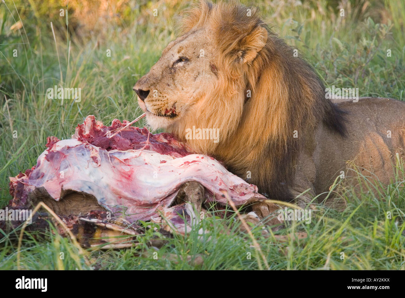 African lion eating his kill Panthera leo Stock Photo