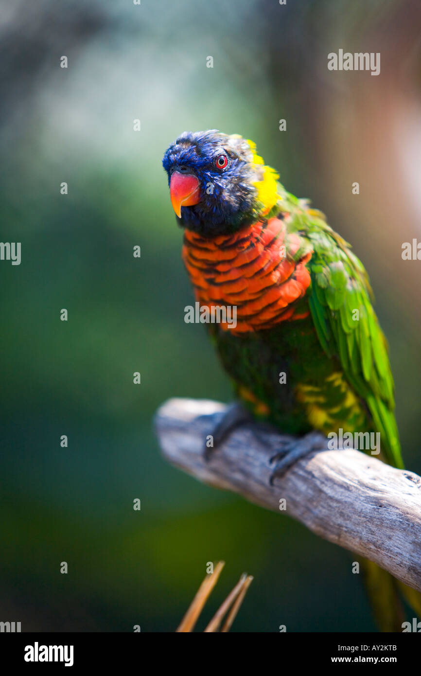 Lorikeet Aquarium of the Pacific Long Beach California United States of ...