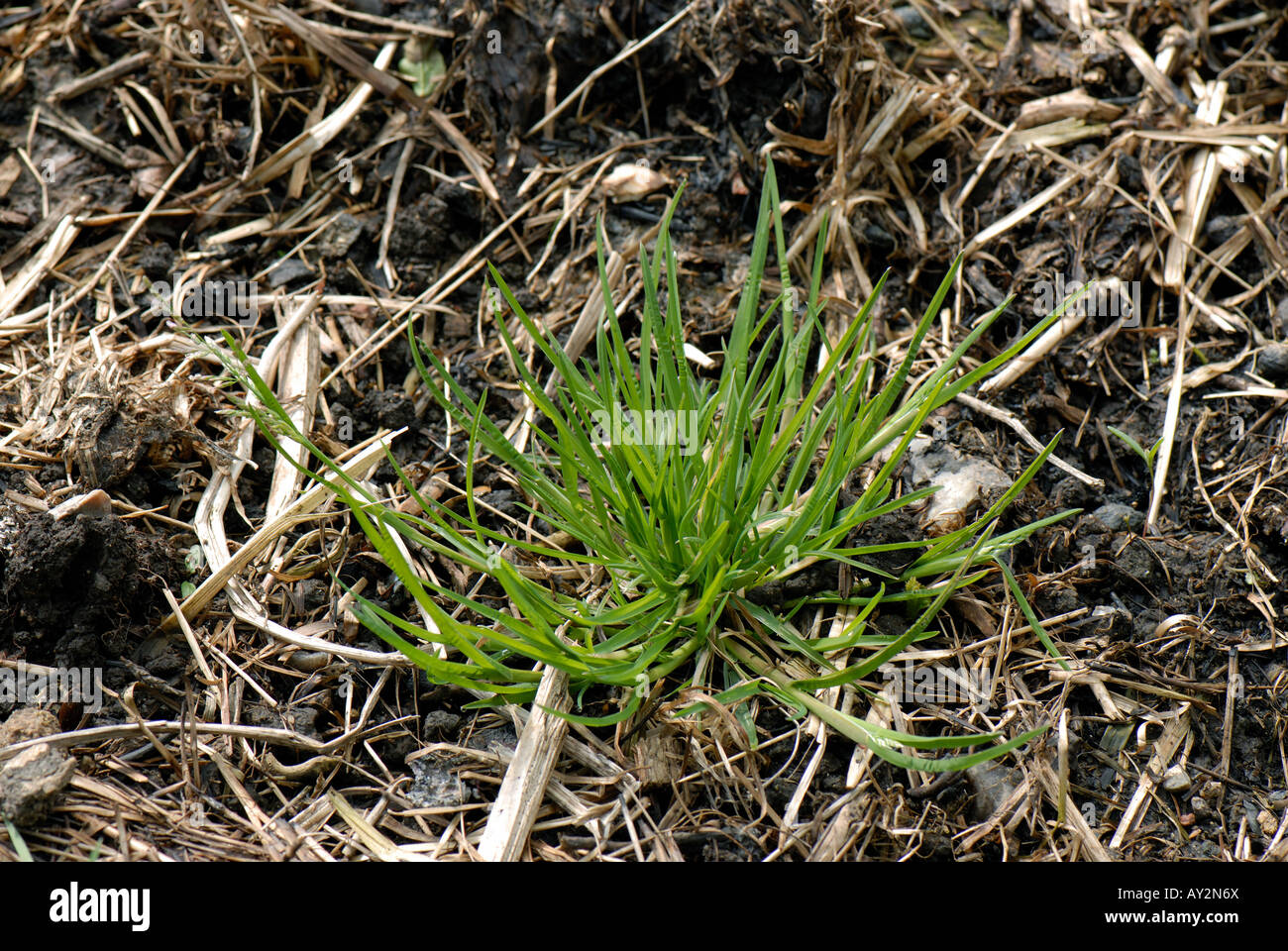 Annual meadow grass Poa annua plant just beginning to flower Stock Photo