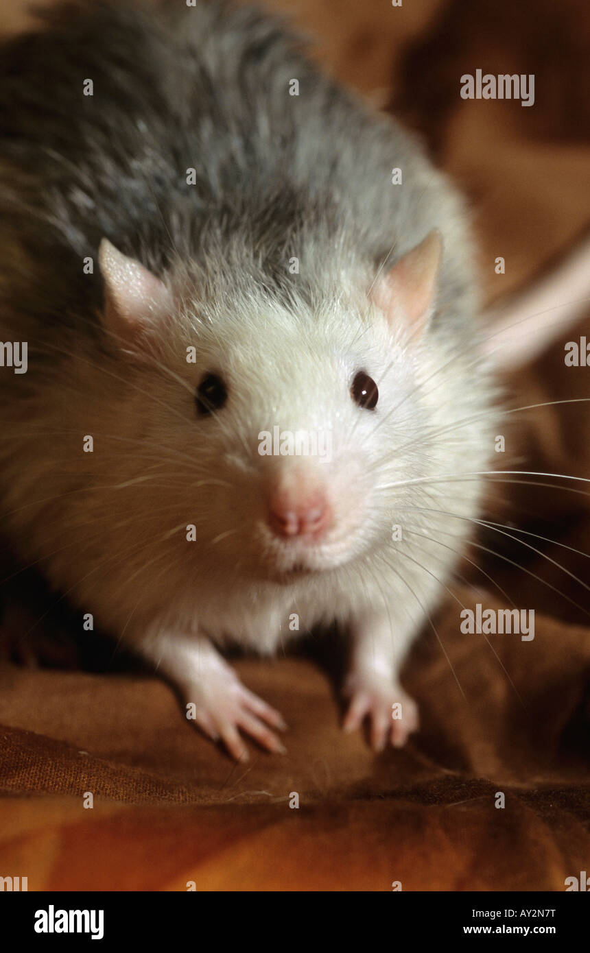Dometic Rats Domestic rat hi-res stock photography and images - Alamy