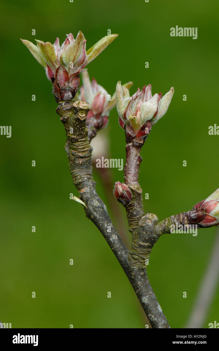 Flower and leaf buds developing on an apple tree variety Sunset in spring Stock Photo Alamy