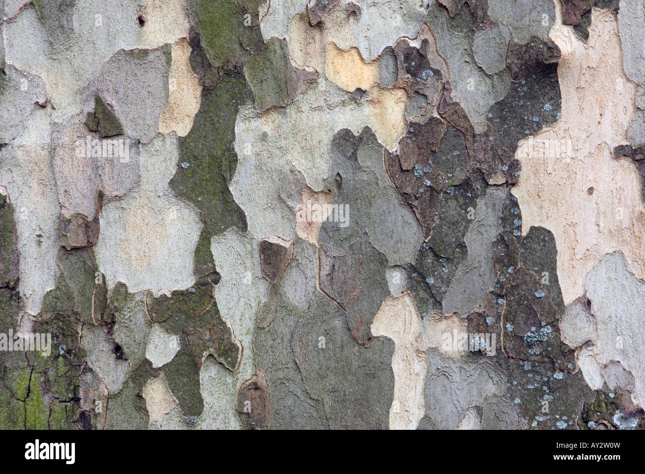 London Plane Tree Platanus Hispanica Muenc Bark London Stock Photo Alamy
