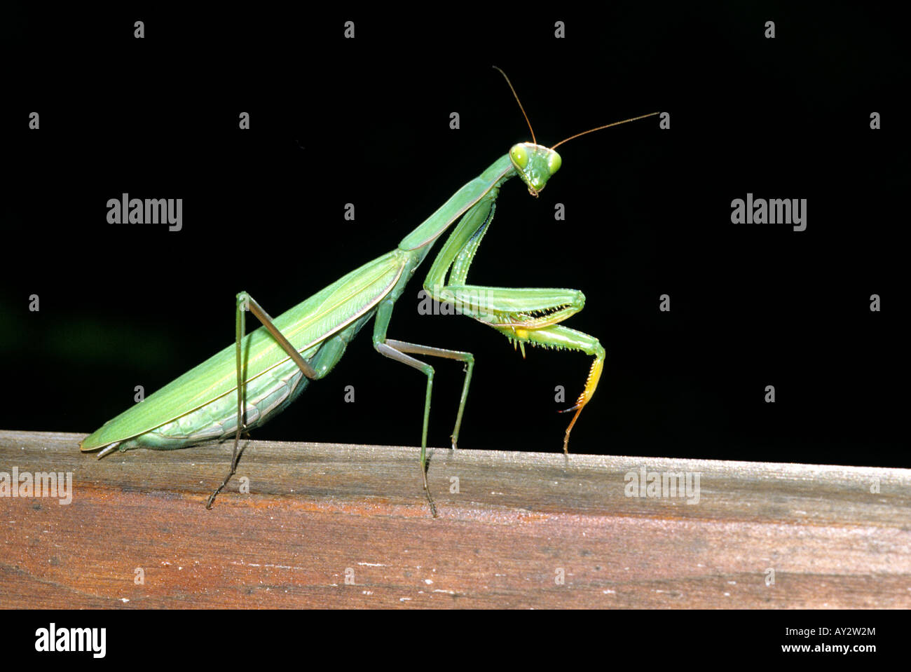 Praying mantis (Mantis religiosa) in the National Park of Circeo in Italy Stock Photo
