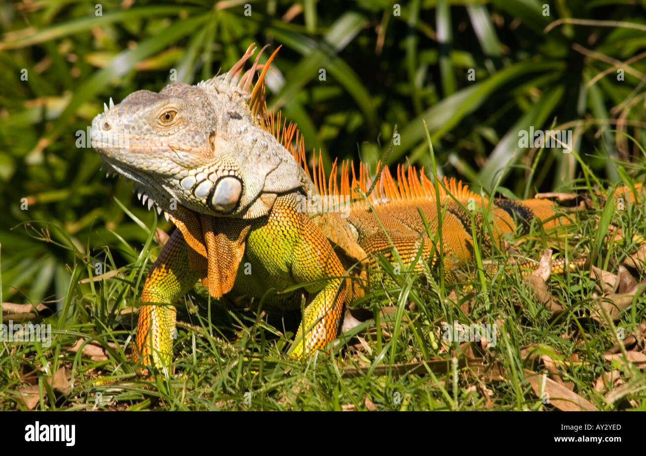 Iguana Stock Photo