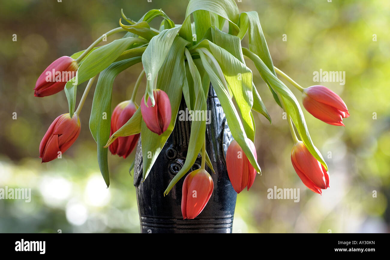 Vase of drooping red tulips Stock Photo Alamy