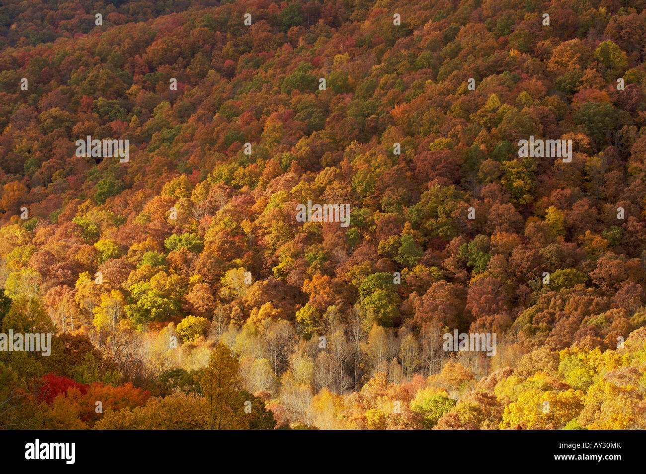 Mountainside covered with fall trees and illuminated by the sun Sundquist WMA Tennessee Stock Photo