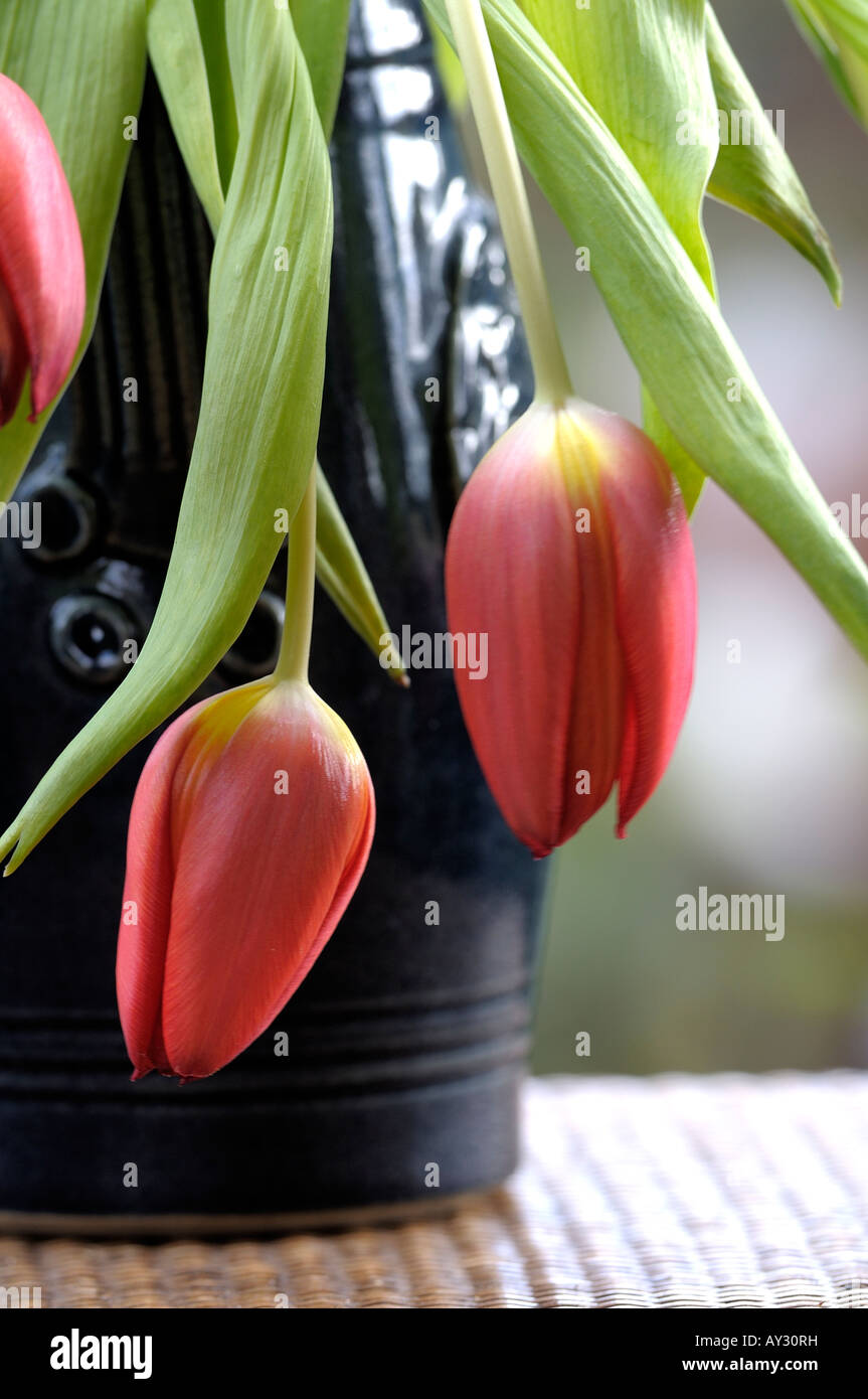 Drooping tulip flower hires stock photography and images Alamy