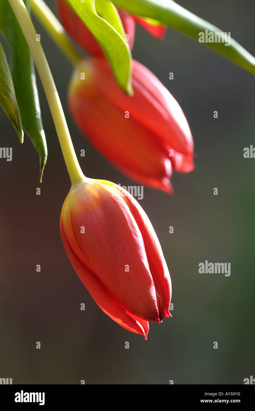 Vase of drooping red tulips Stock Photo Alamy