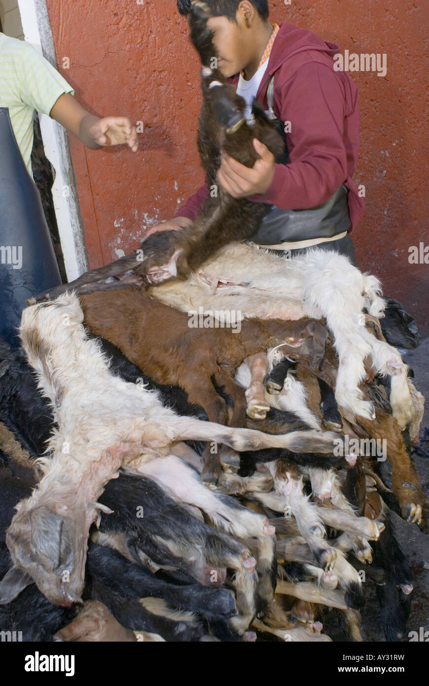 Baby goat cabrito being loaded on to carts from a refrigerated storage area at the San Juan market in Mexico City center. Stock Photo
