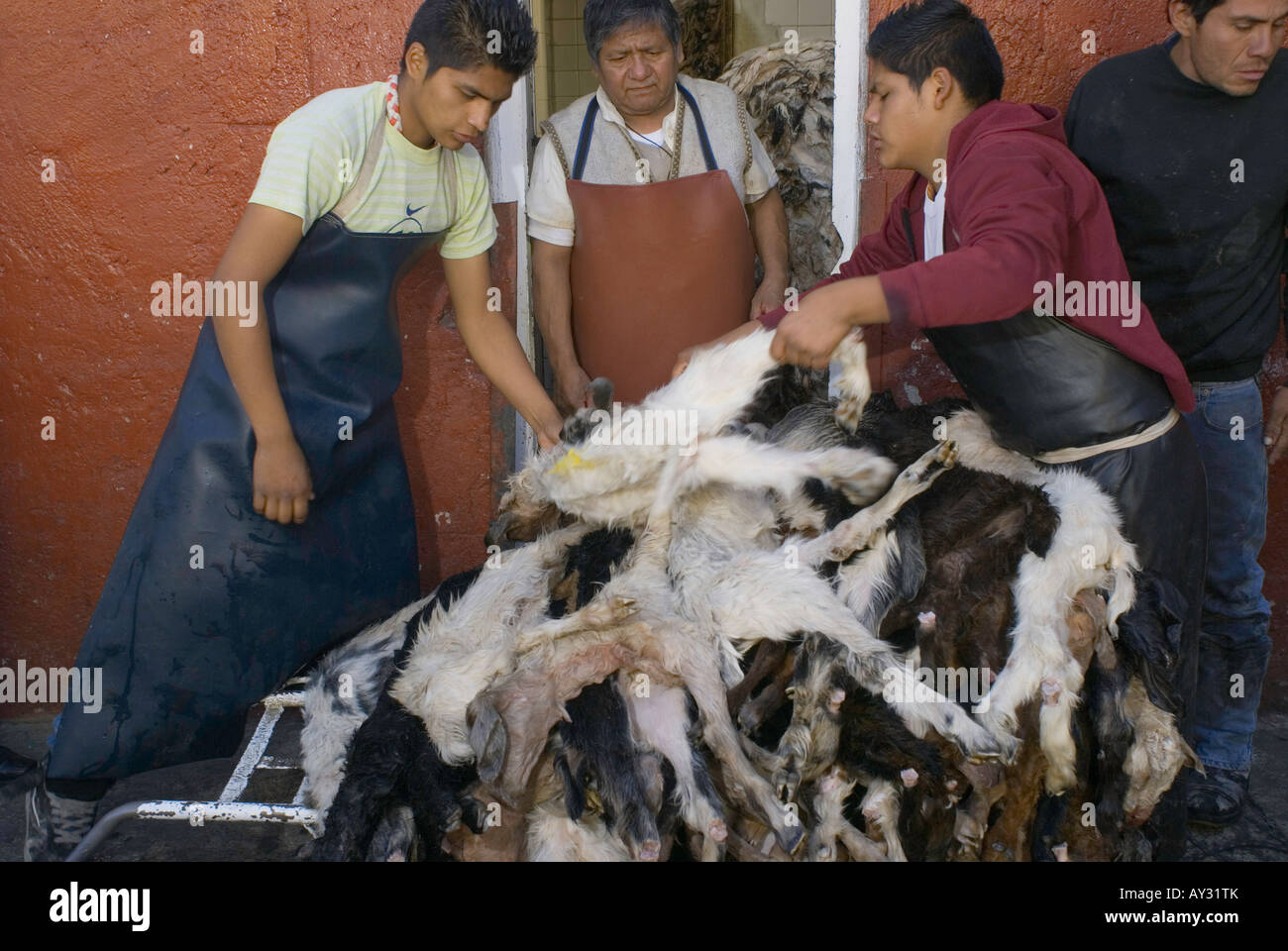 Baby goat cabrito being loaded on to carts from a refrigerated storage area at the San Juan market in Mexico City center. Stock Photo
