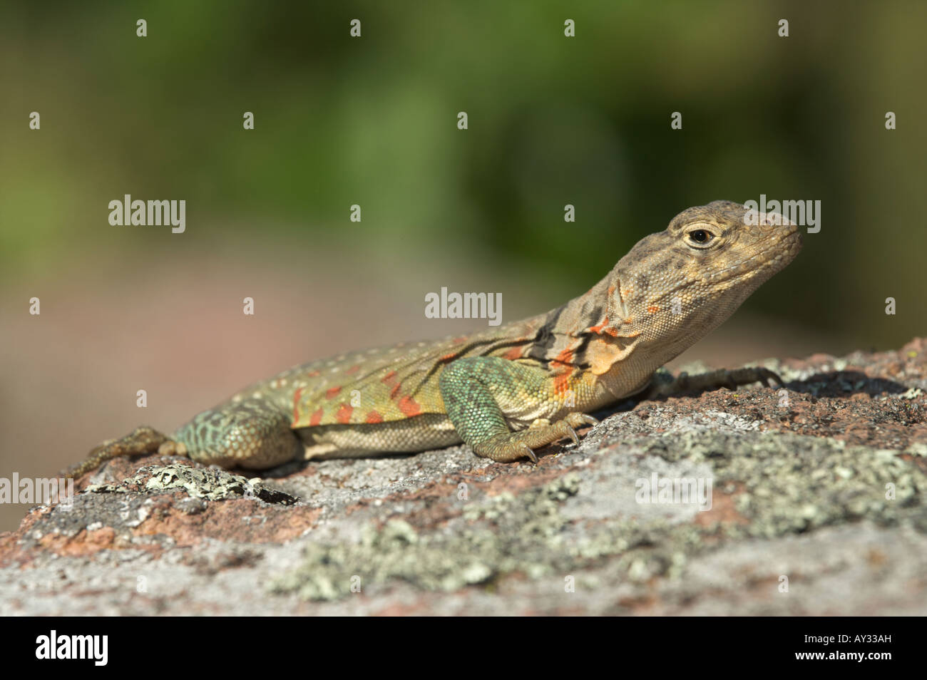 Eastern Collared Lizard on rock Crotaphytus collaris collaris Stock