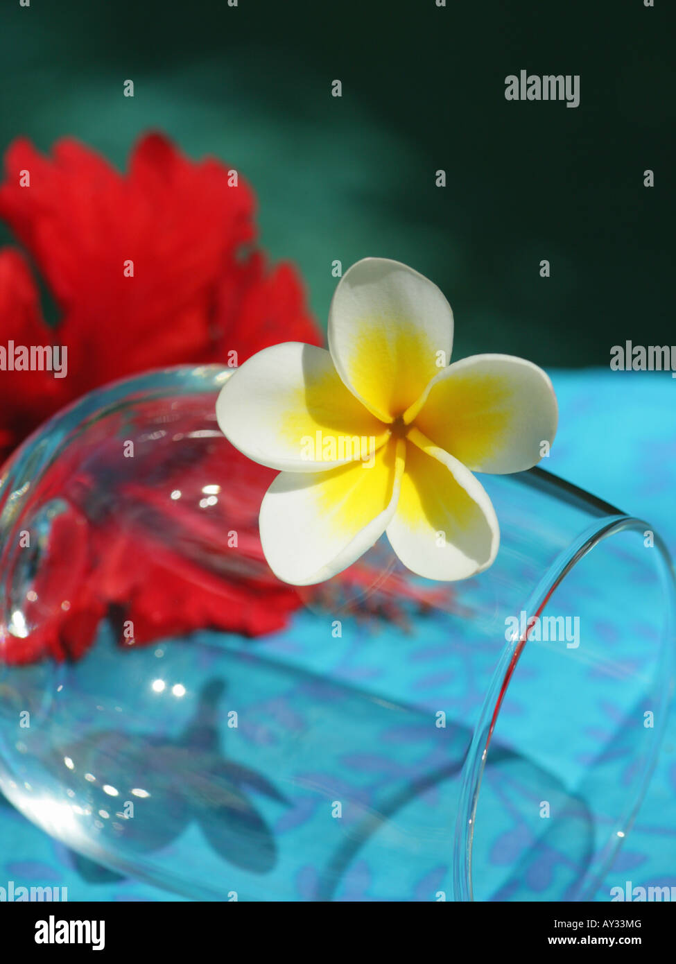 Closeup of flowers with a wine glass (Plumeria & Hibiscus Stock Photo