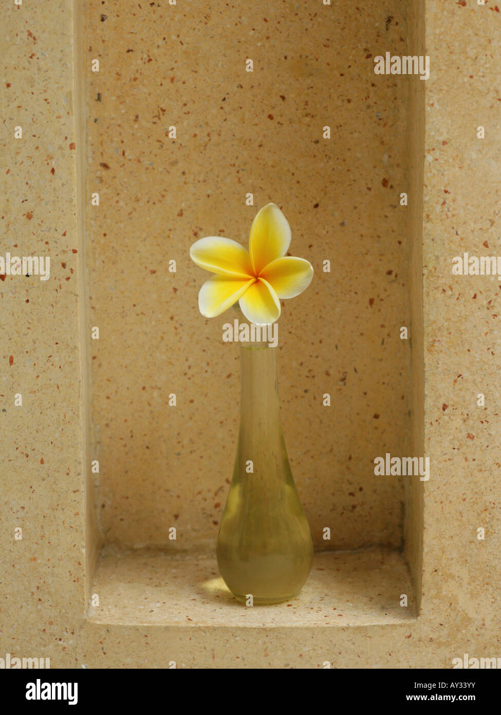 Close-up of a Frangipani flower in a bottle of massage oil (Plumeria) Stock Photo