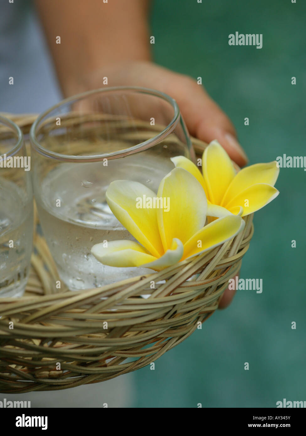 Close-up of a woman's hand holding a wicker basket and Frangipani flowers (Plumeria) Stock Photo