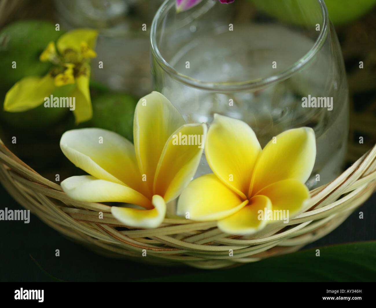 Close-up of Frangipani flowers and a glass of water in a wicker basket (Plumeria) Stock Photo