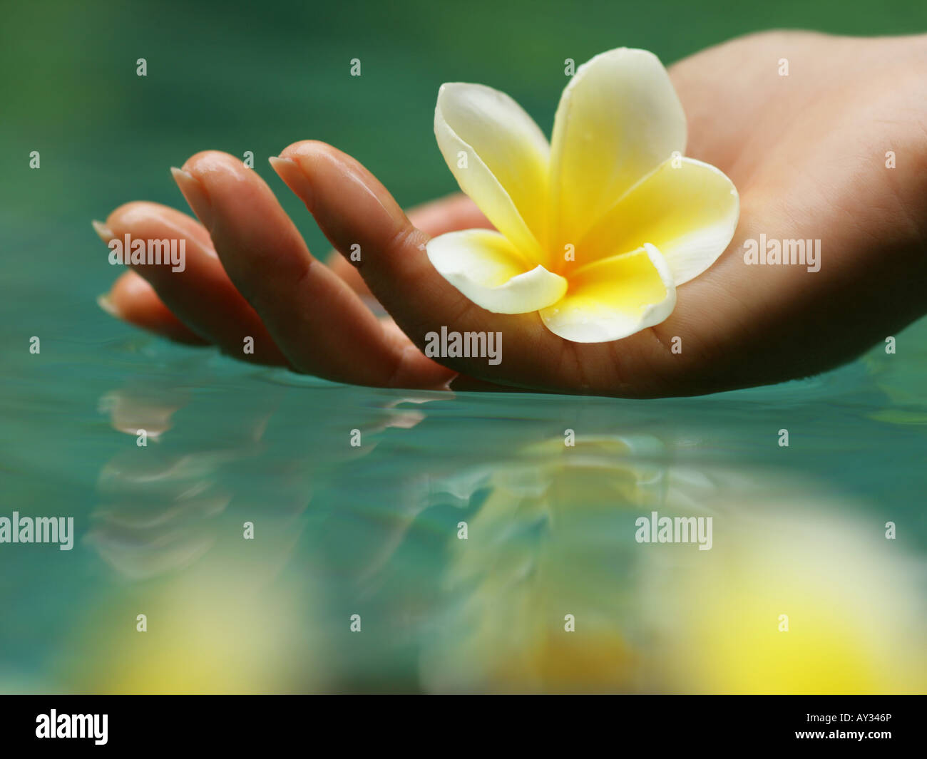 Close-up of a woman's hand holding a Frangipani flower (Plumeria) Stock Photo