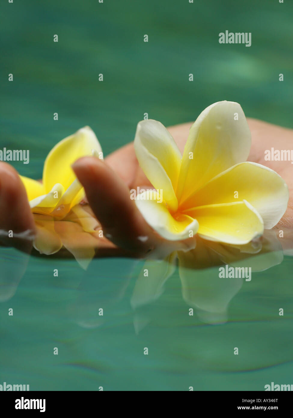 Close-up of a woman's hand holding a Frangipani flower (Plumeria) Stock Photo