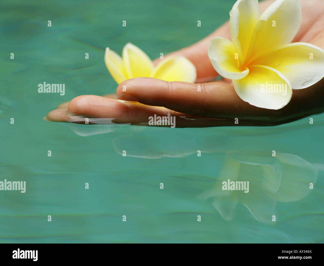 Close-up of a woman's hand holding a Frangipani flower (Plumeria) Stock Photo