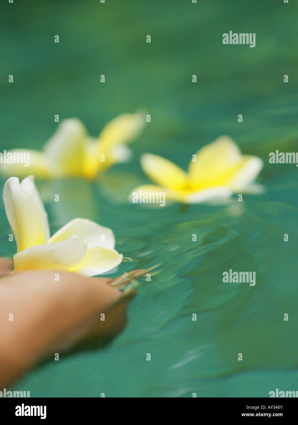 Close-up of a woman's hand holding a Frangipani flower (Plumeria) Stock Photo
