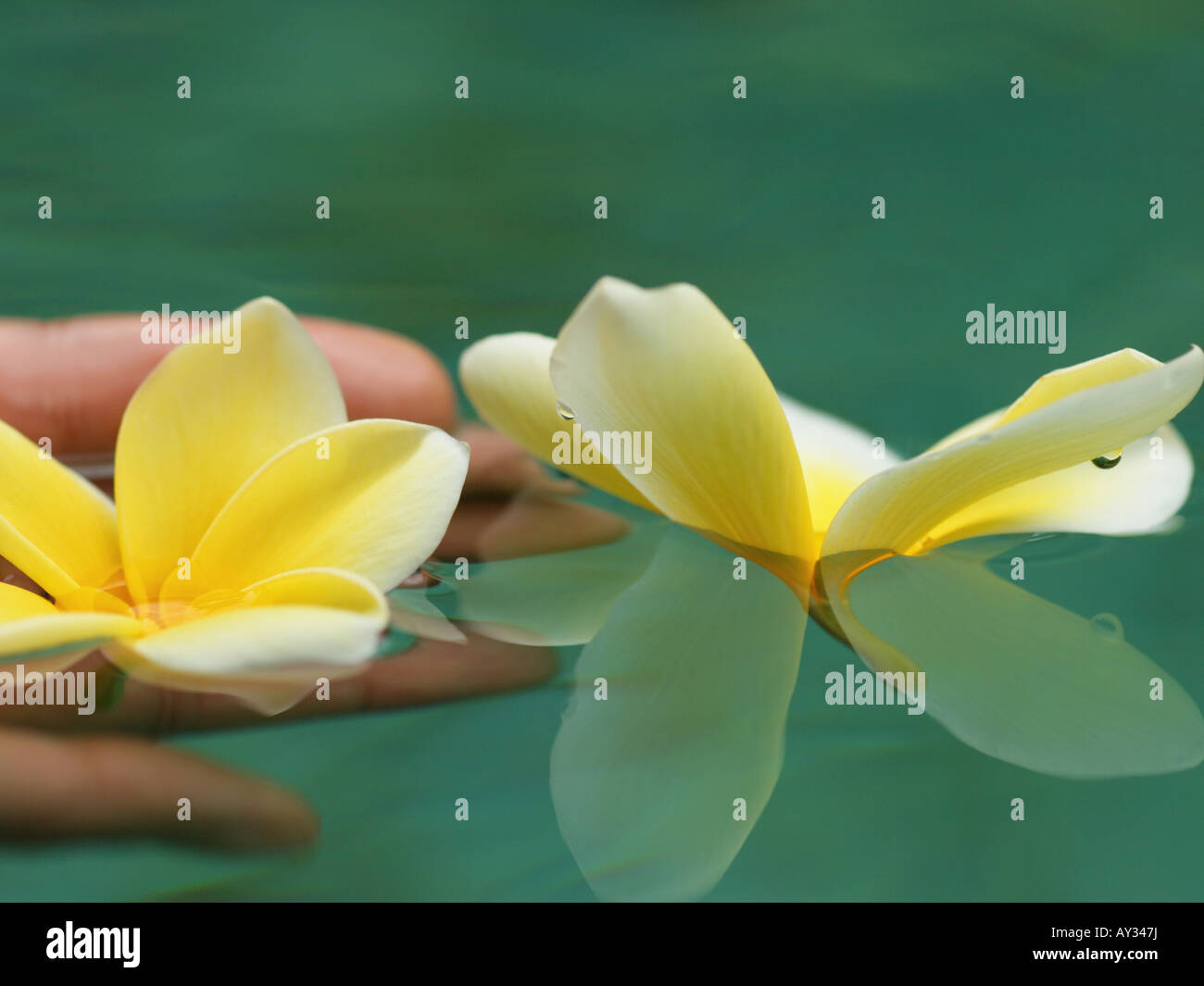 Close-up of a woman's hand holding Frangipani flowers (Plumeria) Stock Photo