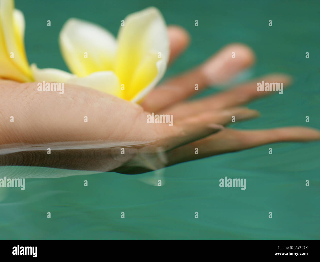 Close-up of a woman's hand holding Frangipani flowers (Plumeria) Stock Photo