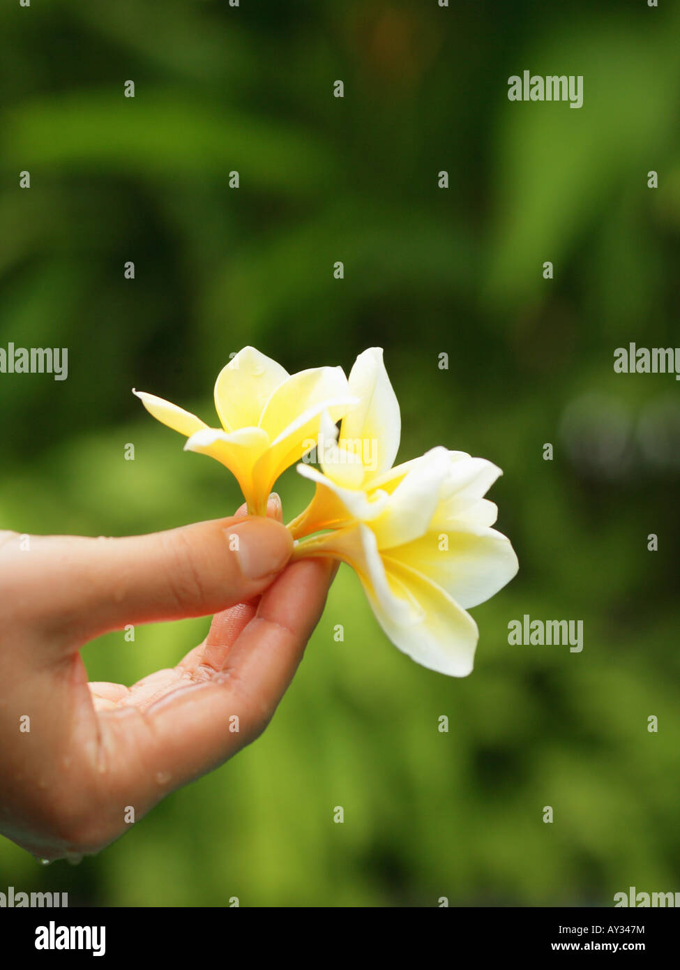 Close-up of a woman's hand holding Frangipani flowers (Plumeria) Stock Photo
