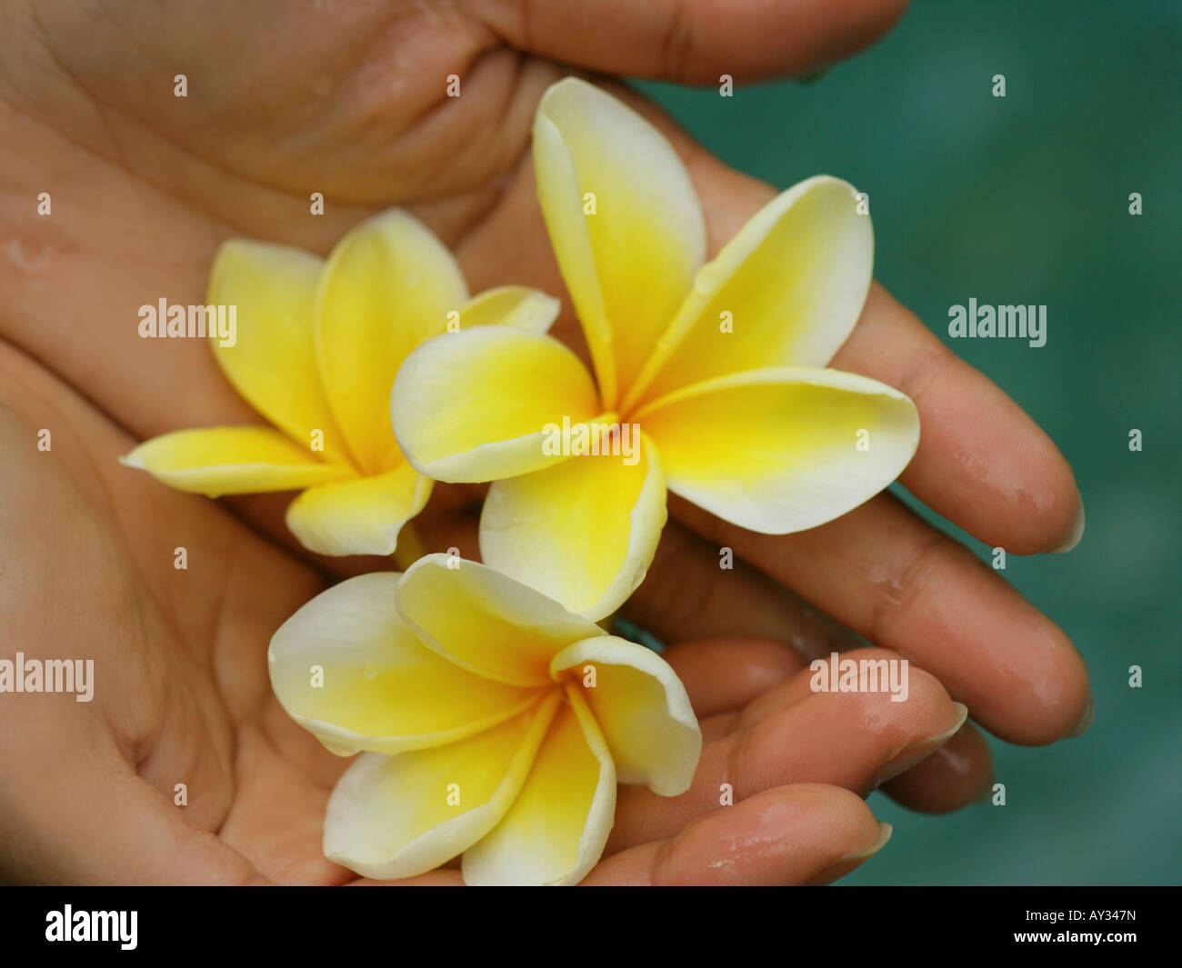 Close-up of a woman's hands holding Frangipani flowers (Plumeria) Stock Photo