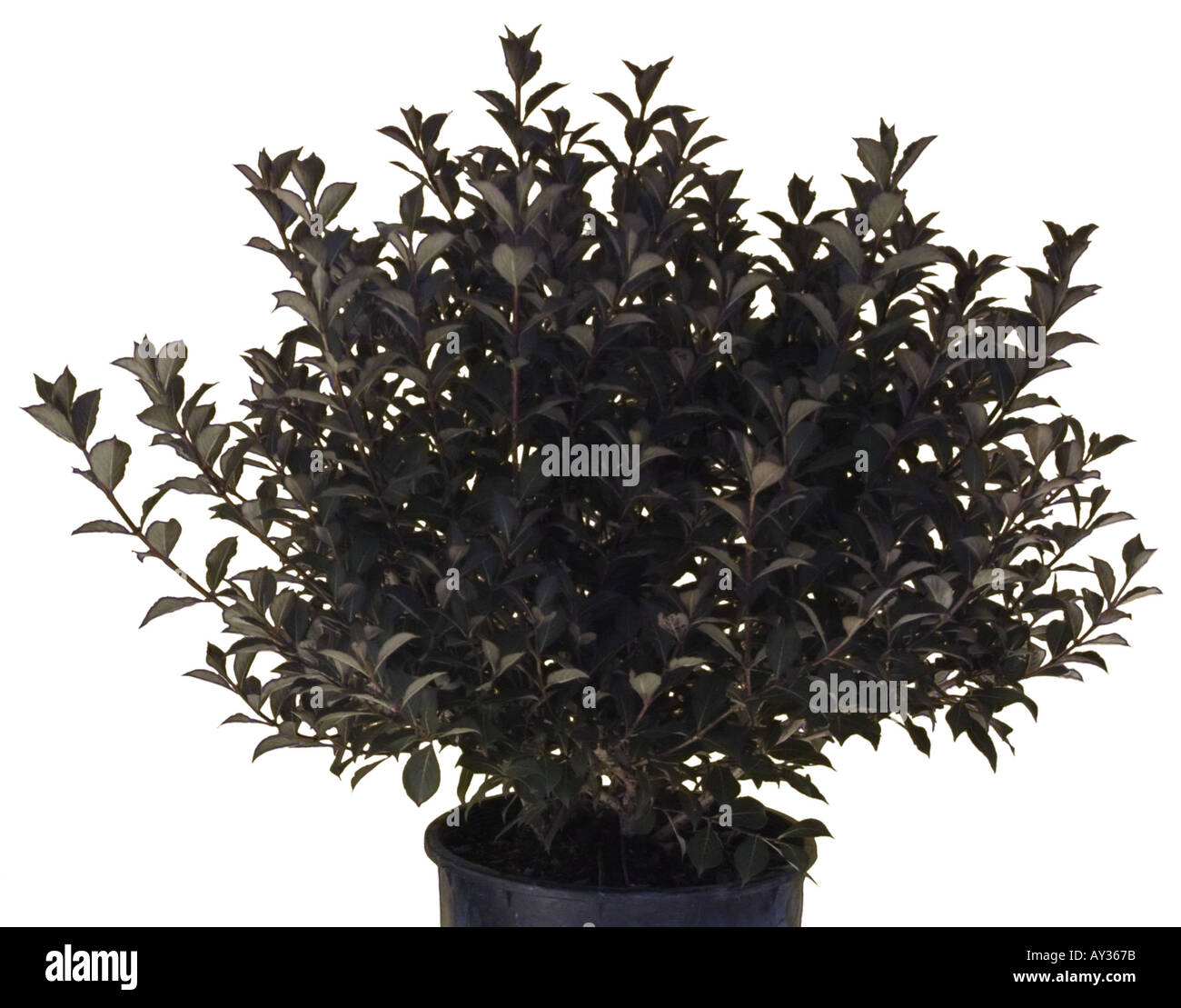 Wax Leaf Ligustrum shrub Stock Photo Alamy