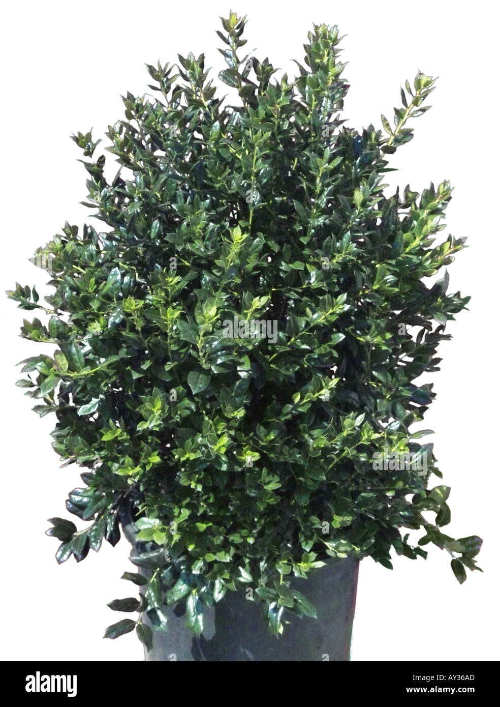 Wax Leaf Ligustrum shrub Stock Photo Alamy