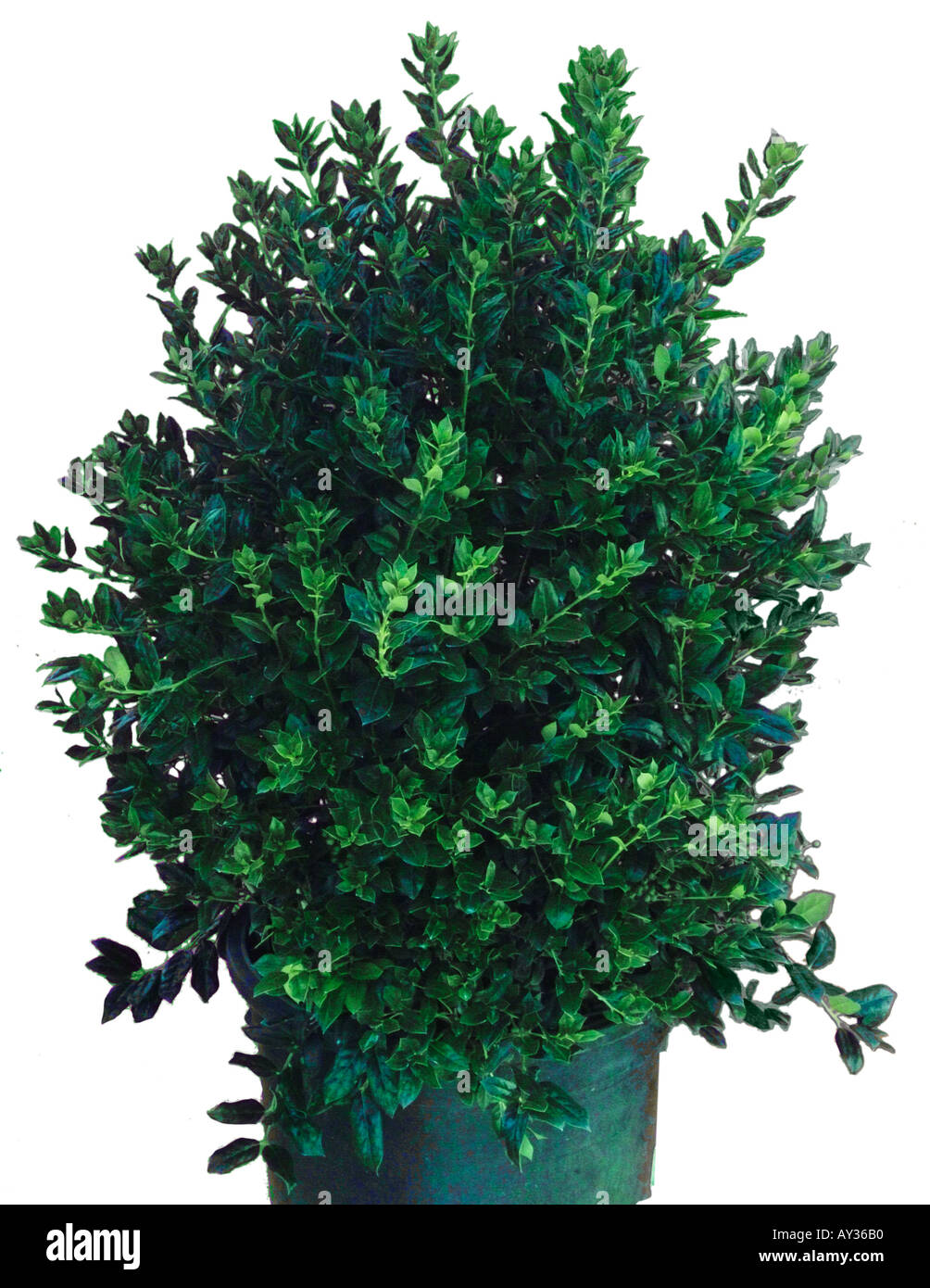 Wax Leaf Ligustrum shrub Stock Photo Alamy