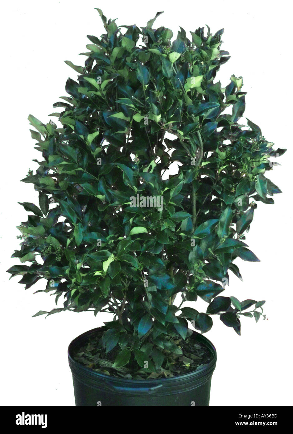 Wax Leaf Ligustrum shrub Stock Photo Alamy