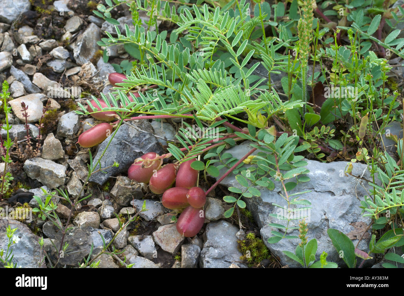 Endangered Pyne s ground plum astragalus bibullatus Plant Flat Rock Cedar Glade Preserve State Natural Area Stock Photo
