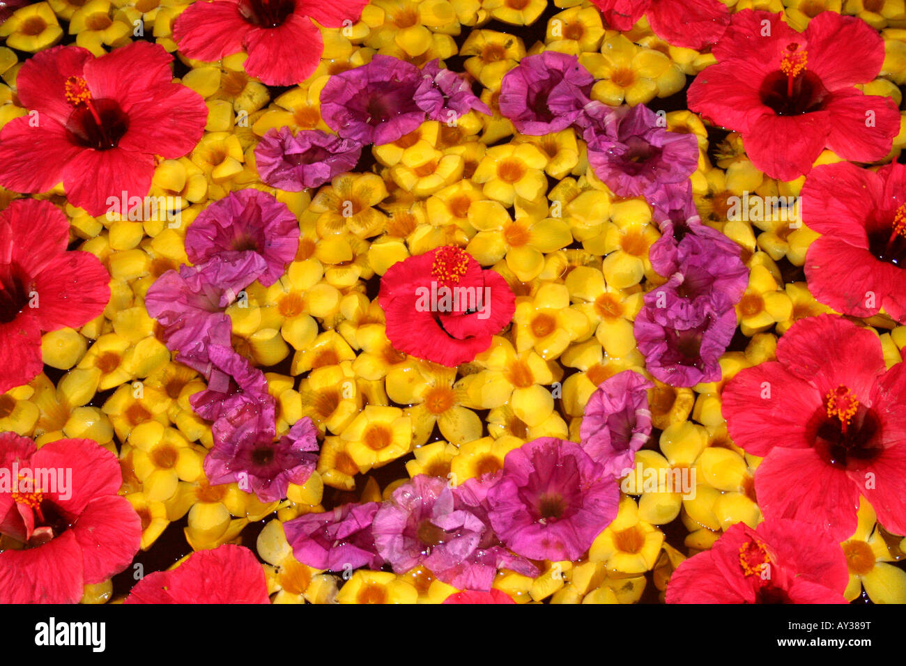 Flowers arranged in a pattern known as athapoo or atthapoo, typically associated with onam - harvest festival of kerala india Stock Photo