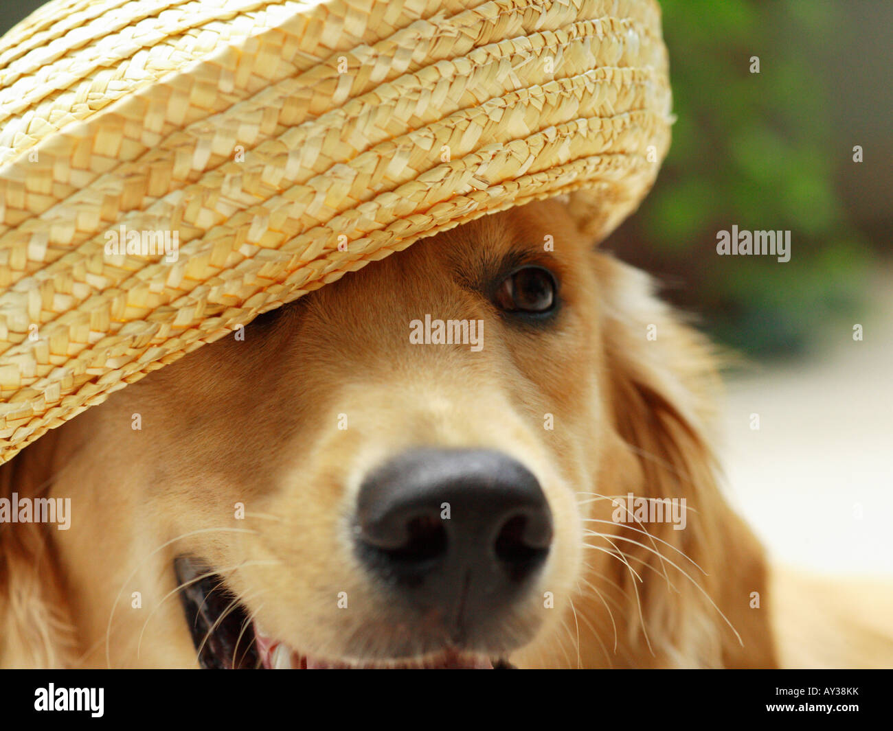 Close-up of a golden retriever dog wearing straw hat Stock Photo - Alamy