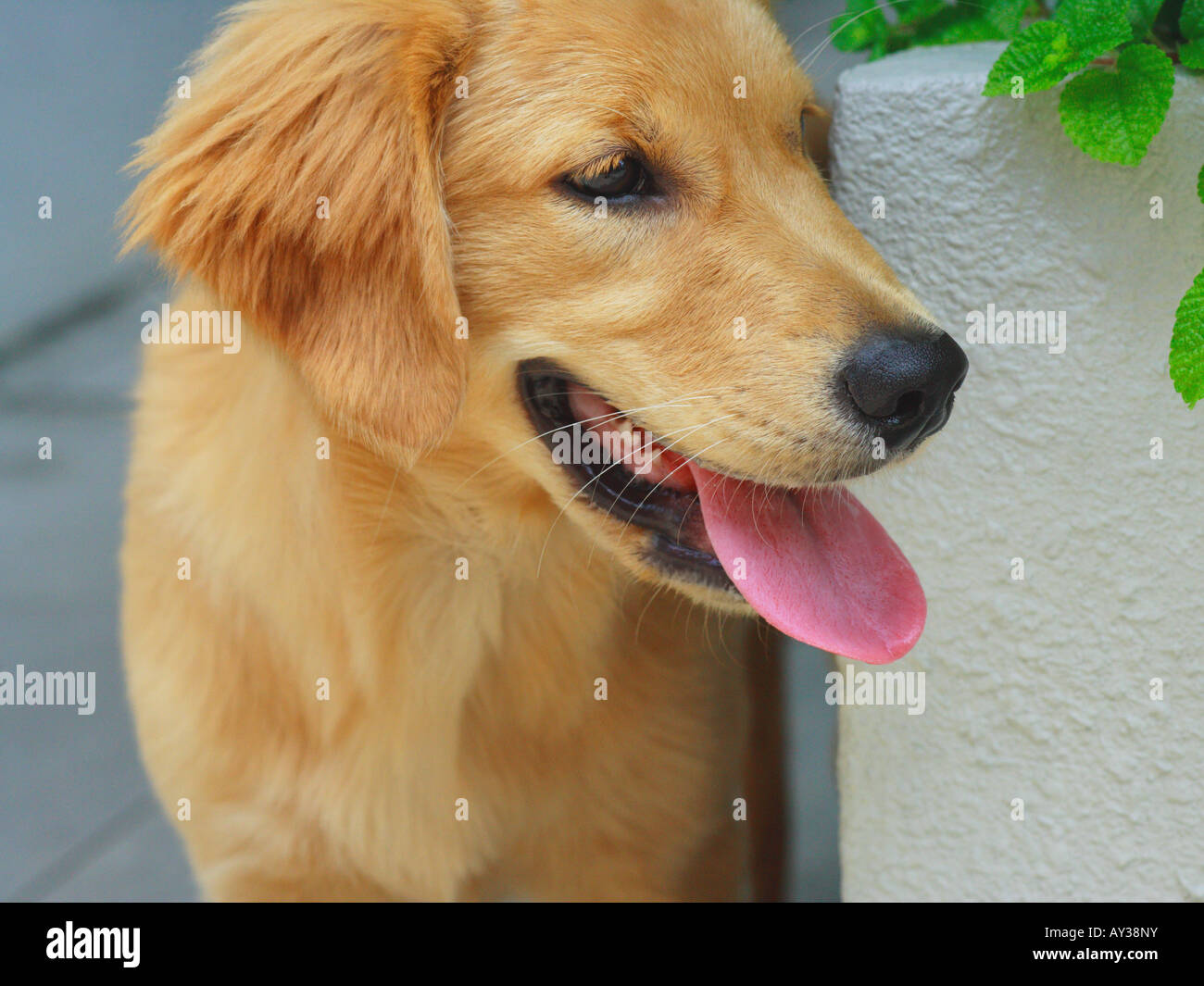 Close-up of a golden retriever dog looking side Stock Photo - Alamy