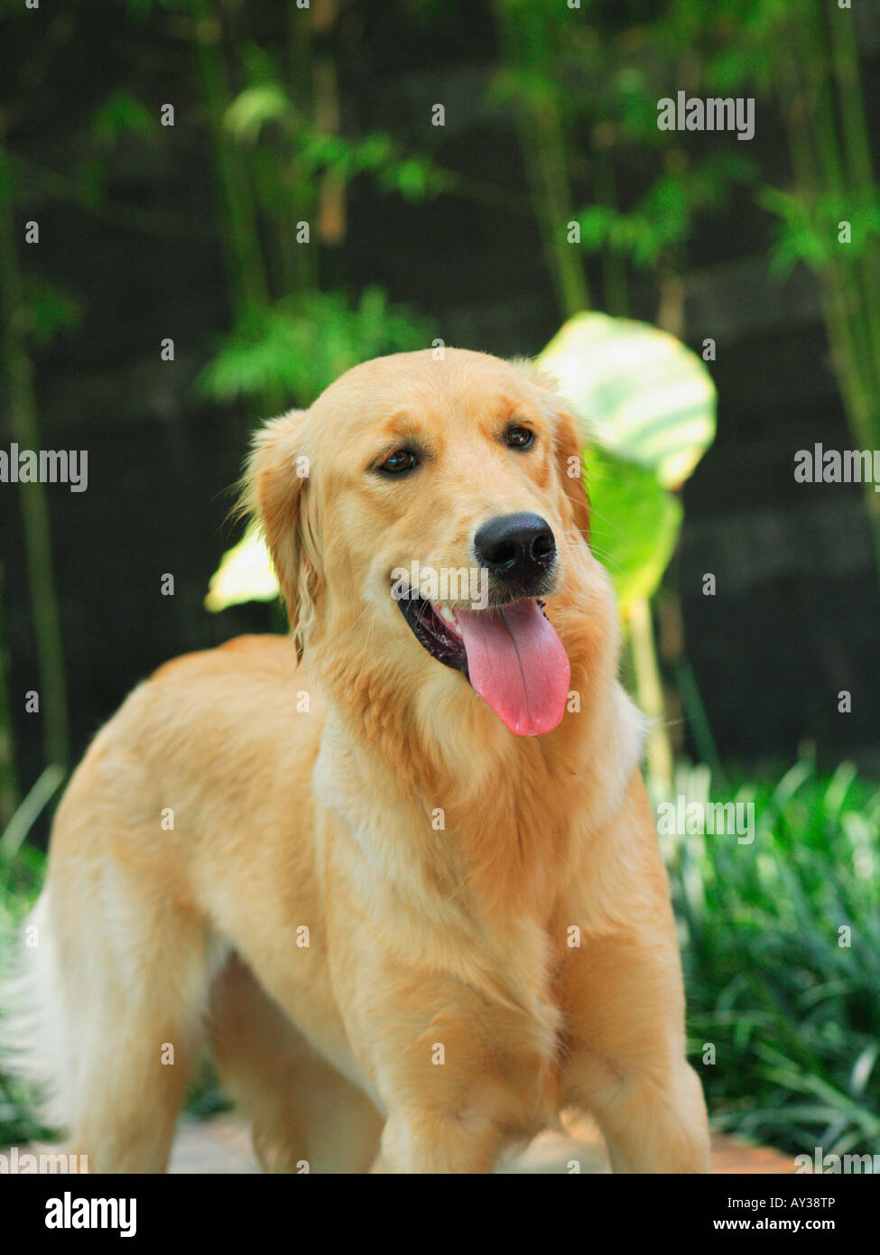 Cute golden retriever dog open hi-res stock photography and images - Alamy