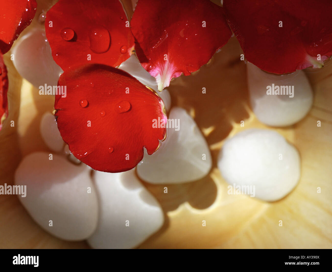 Close-up of rose petals floating in a bowl Stock Photo - Alamy
