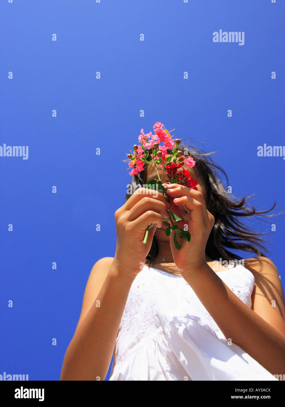 Low angle view of a girl holding Crepe Myrtle tree (Lagerstroemia indica)  flowers Stock Photo - Alamy