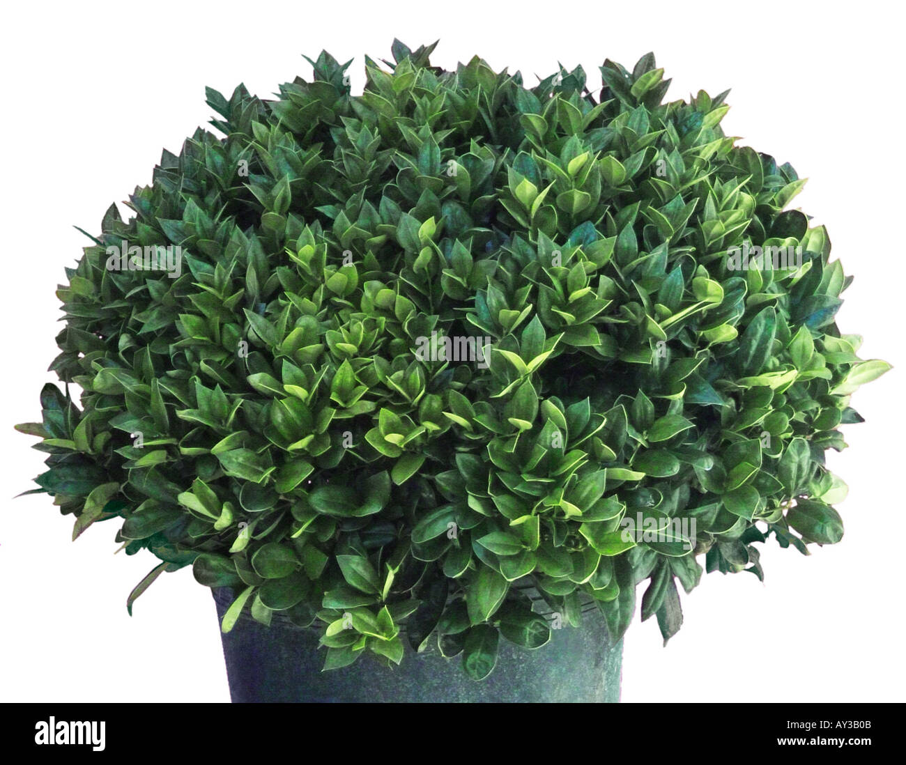 Wax Leaf Ligustrum shrub Stock Photo 1784586 Alamy