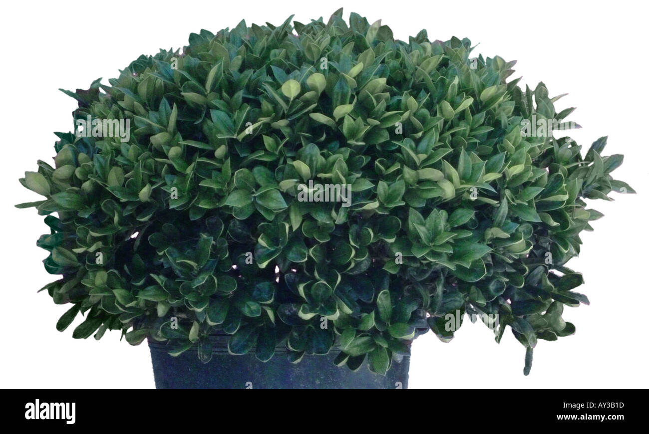 Wax Leaf Ligustrum shrub Stock Photo Alamy