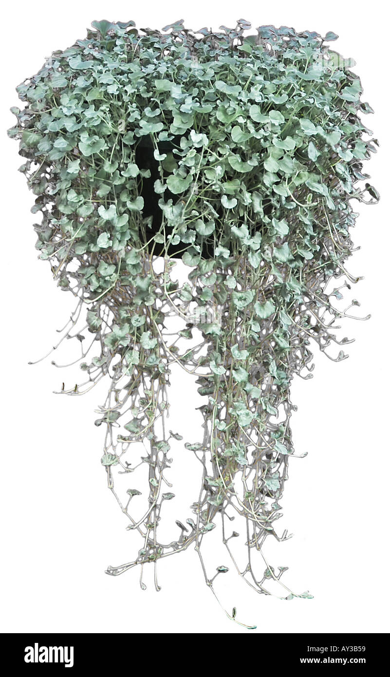 Silver Falls Dichondra Stock Photo Alamy Silver Falls Dichondra Stock Photo Alamy