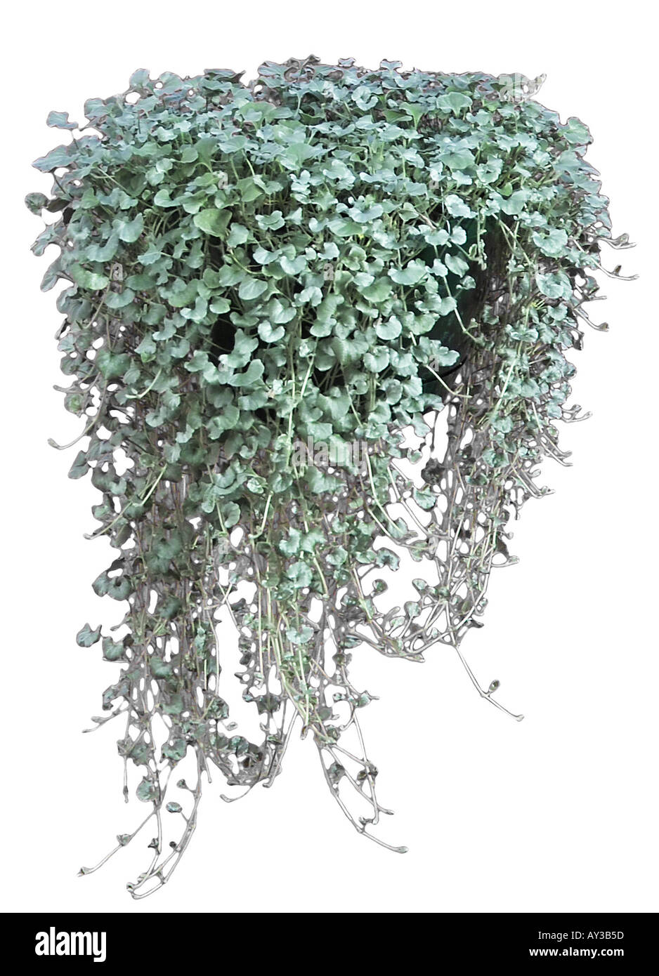 Silver Falls Dichondra Stock Photo Alamy