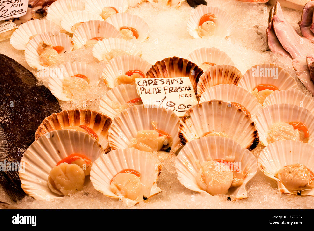 coquilles st jacques on display in venice fish market Stock Photo Alamy