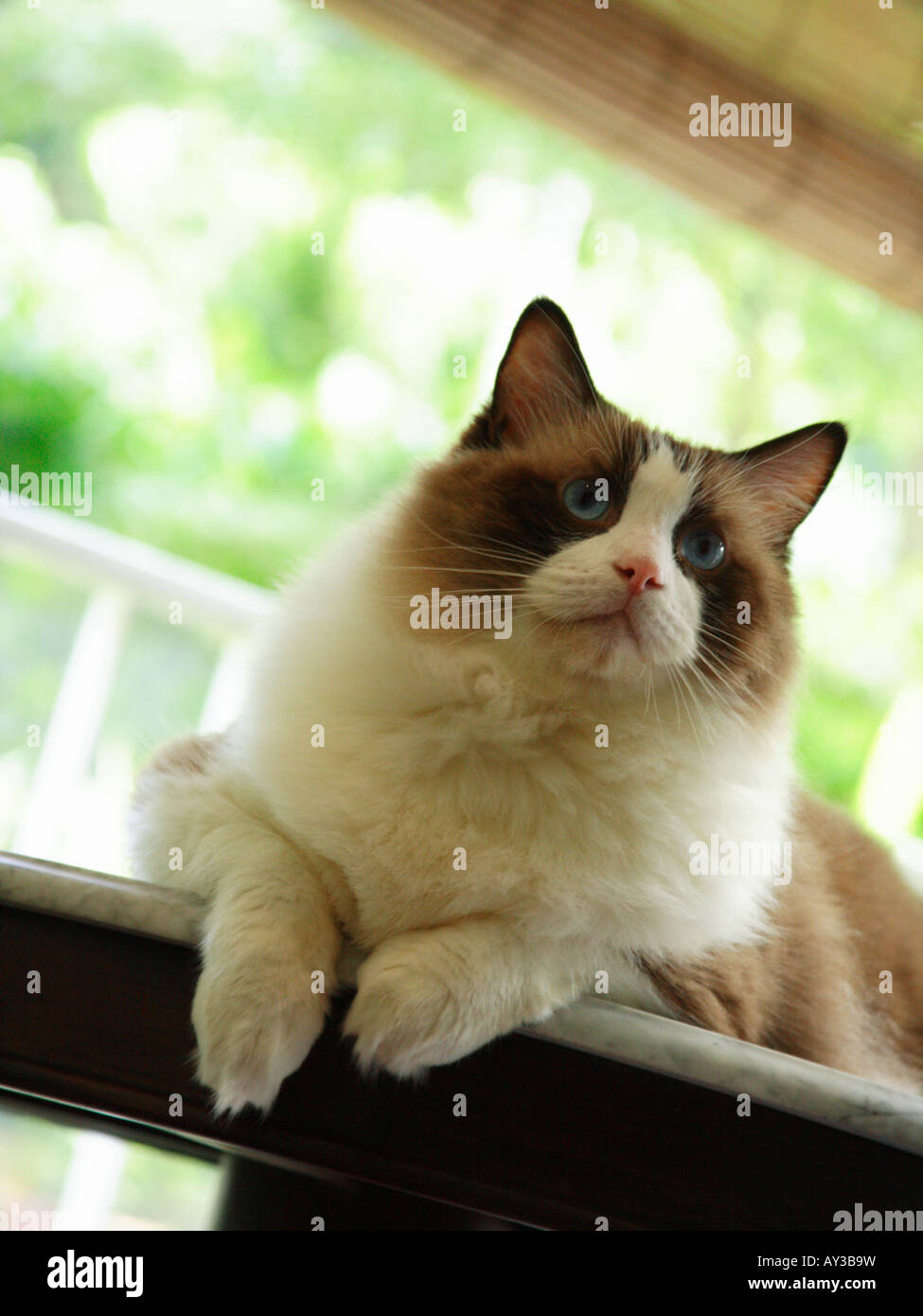 Close-up of a cat (Ragdoll) lying on a table Stock Photo
