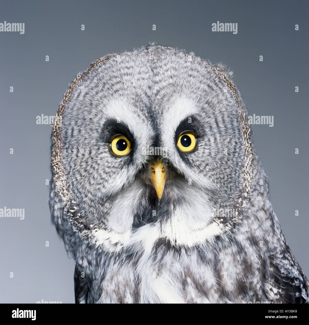Strix nebulosa great grey owl Stock Photo