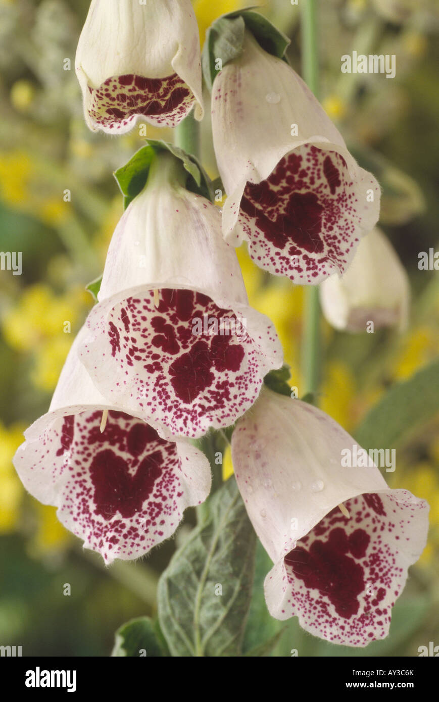 Digitalis 'Elsie Kelsey' (Foxglove) Close up of flowers on raceme. Stock Photo