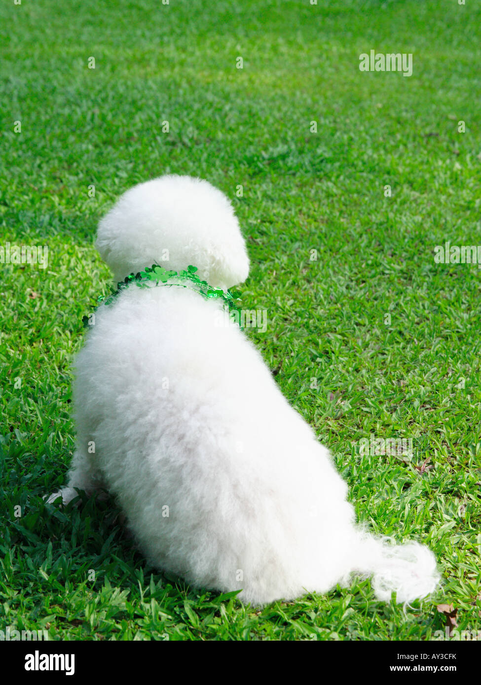 Bichon Frise sitting on grass in a lawn Stock Photo