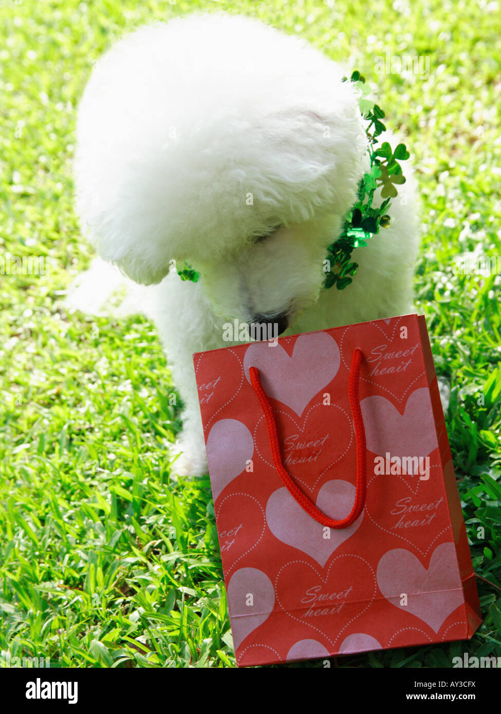 Bichon Frise sitting on grass and smelling at a shopping bag Stock Photo